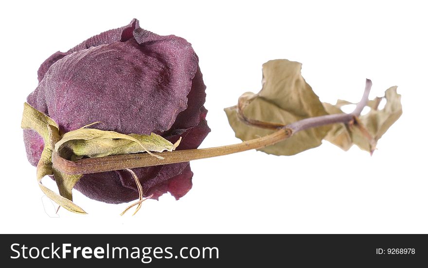 Dry rose on white background