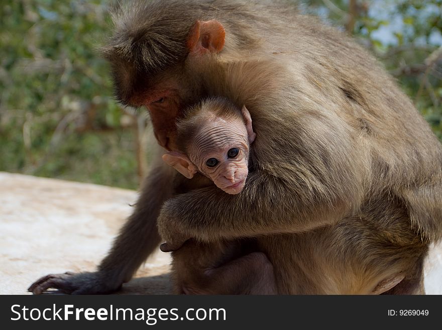 This photo was taken near Hampi (India). The place is called Monkey Temple. At this point, 2 species of monkeys, langur live at the foot of the mountain, Rhesus Macaque, at the top of the mountain.