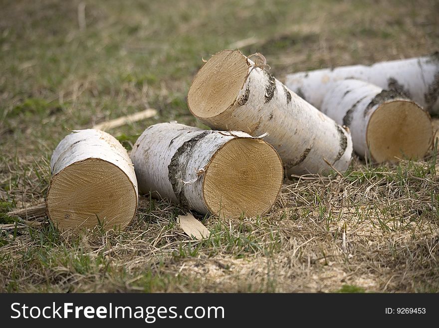 The trunk of a birch cut on fire wood