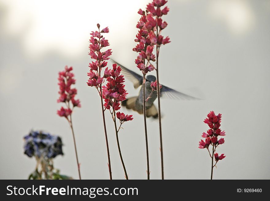 A hummingbird flies in towards a red flower after the nectar. A hummingbird flies in towards a red flower after the nectar.