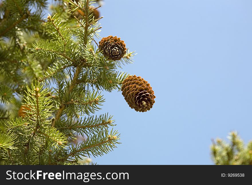 Fir cones against the blue sky