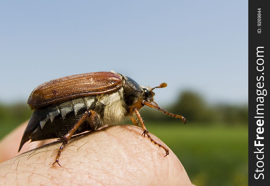 May-bug that sits on a hand. May-bugs are too active in May.