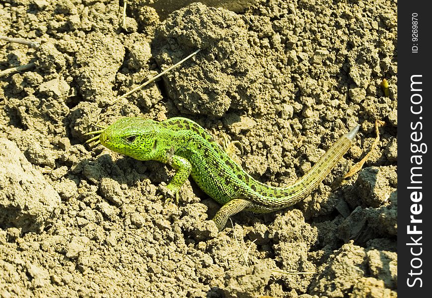 Lizard that basks in the burning sun. Lizard brightly green color.