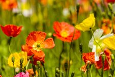 Spring Flowers In The Field Royalty Free Stock Image Spring Flowers In The Field Royalty Free Stock Image