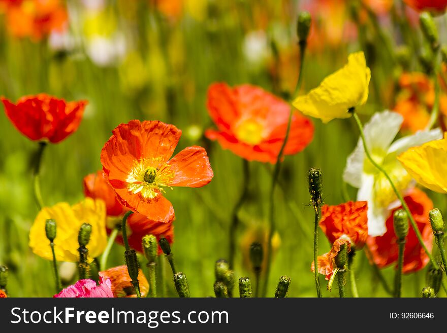 View at colorful spring flowers in the field on a sunny day