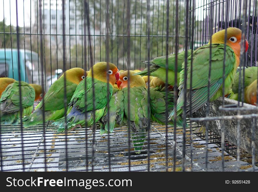 Bird, Beak, Parrot, Natural material, Organism, Pet supply