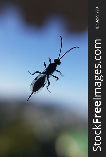 New Zealand Native Wasp