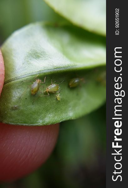 Aphids on hebe