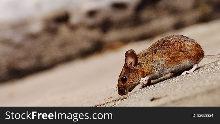 A little mouse walking outdoors.