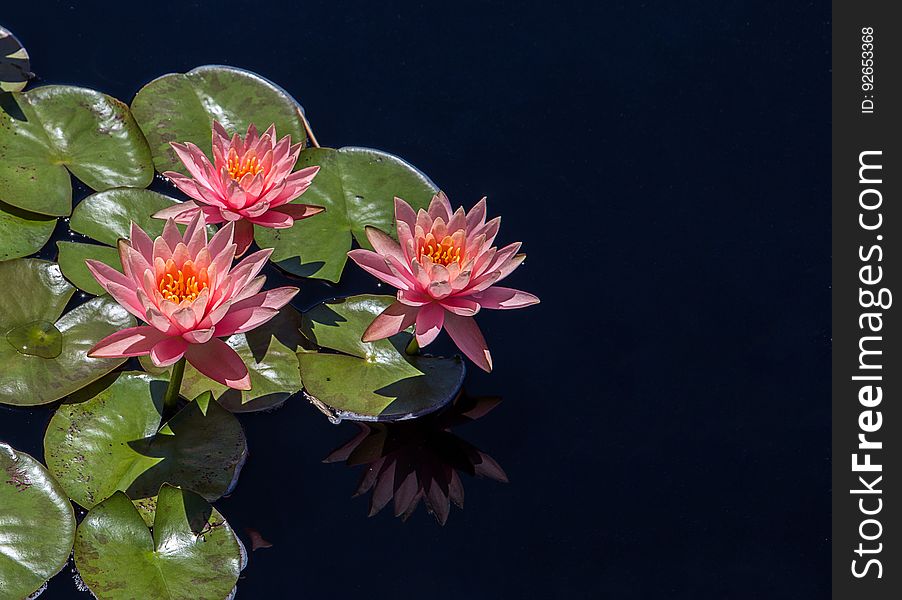 Closeup of pink water lilies.