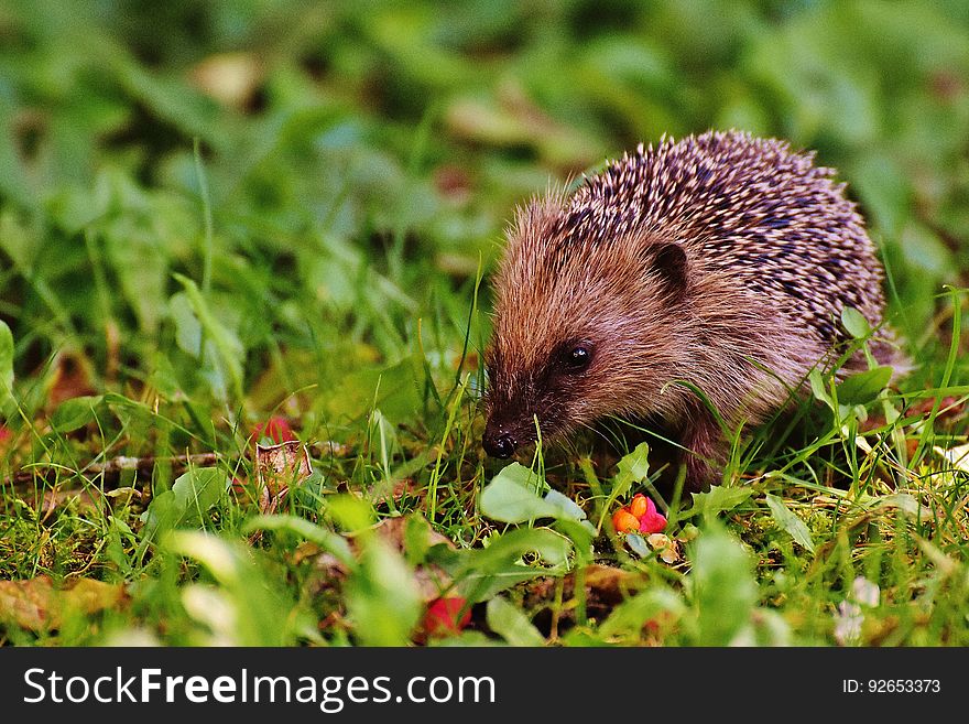 A hedgehog walking through the grass.