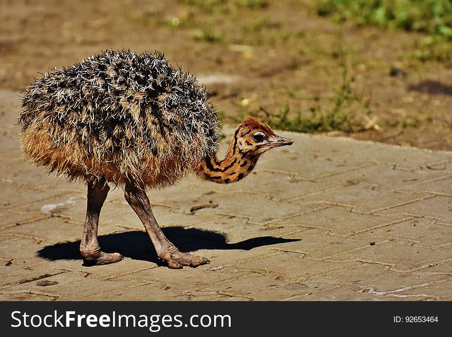 Small Ostrich Walking in Gray Pavement