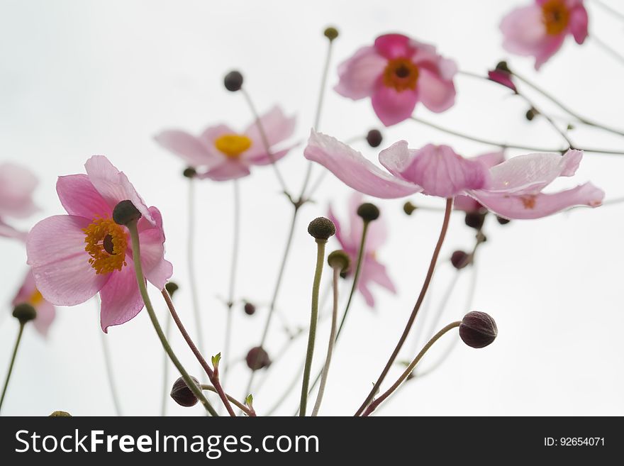 Pink Flowers