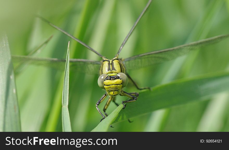 Green and Black Dragon Fly on the Grass Photography
