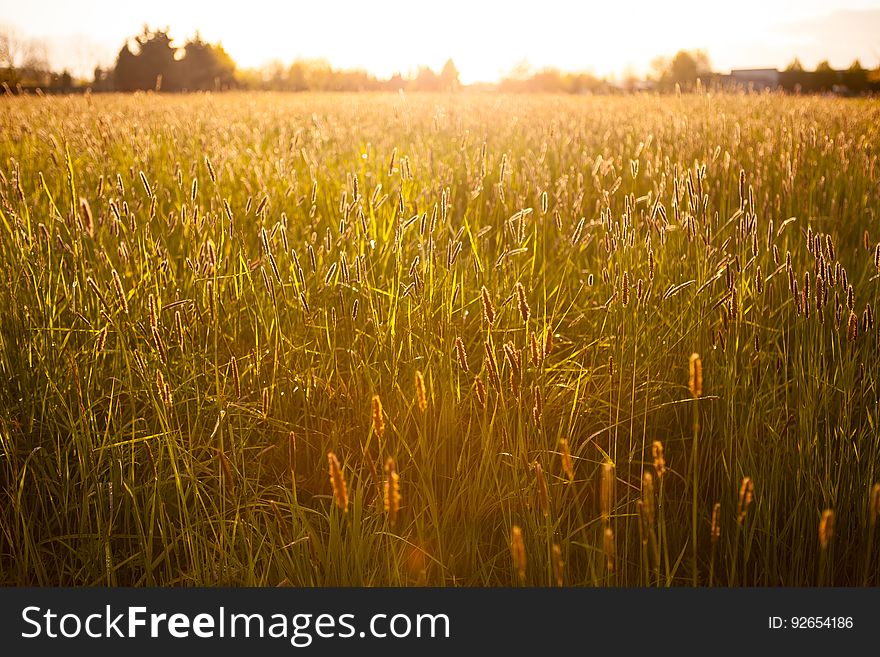 Golden Wheat Field At Sunset