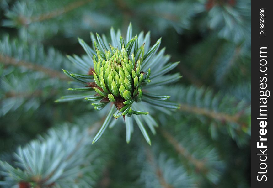 Vegetation, Flora, Spruce, Plant