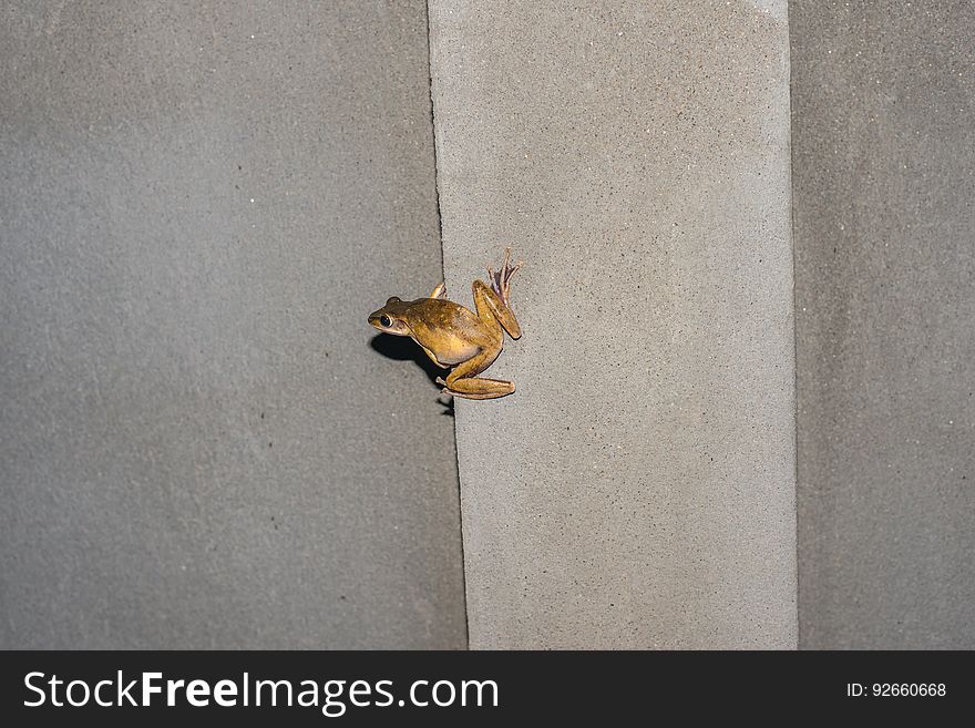 Frog On The Wall