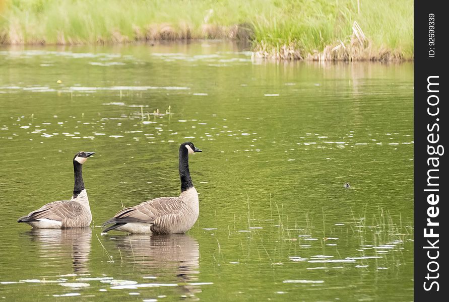 Canadian Geese in the pond