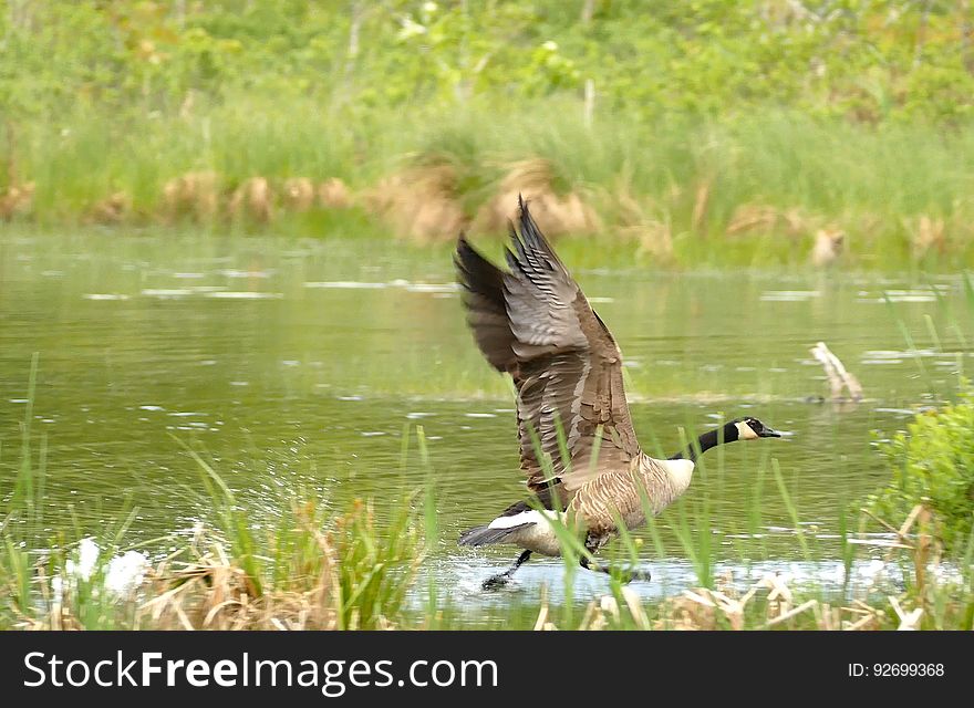 Goose Walking on Water [4K Capture]