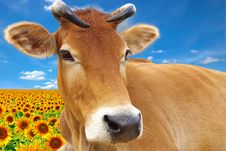 Red Cow On A Background Of The Sunflowers Royalty Free Stock Photo