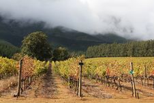 Autumn Vines Royalty Free Stock Photos Autumn Vines Royalty Free Stock Photos