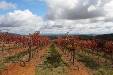 Autumn Vines Stock Photo Autumn Vines Stock Photo