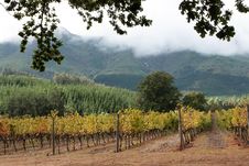 Vines Stock Image Vines Stock Image