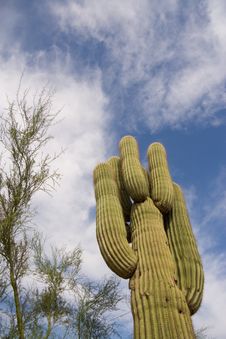 Saguaro Cactus Stock Photos Saguaro Cactus Stock Photos