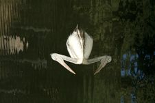 Floating Pelican Royalty Free Stock Images Floating Pelican Royalty Free Stock Images