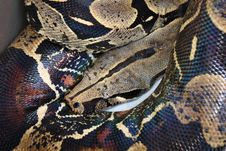 Red Tail Boa Stock Photography