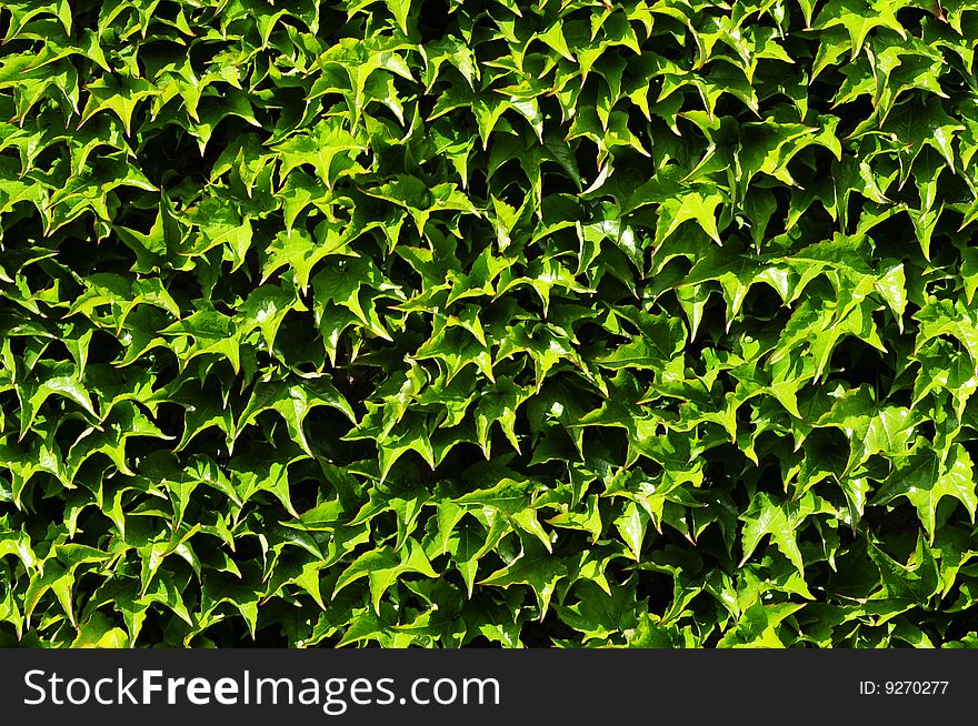 Leave texture, background pattern of leaves, green leaf