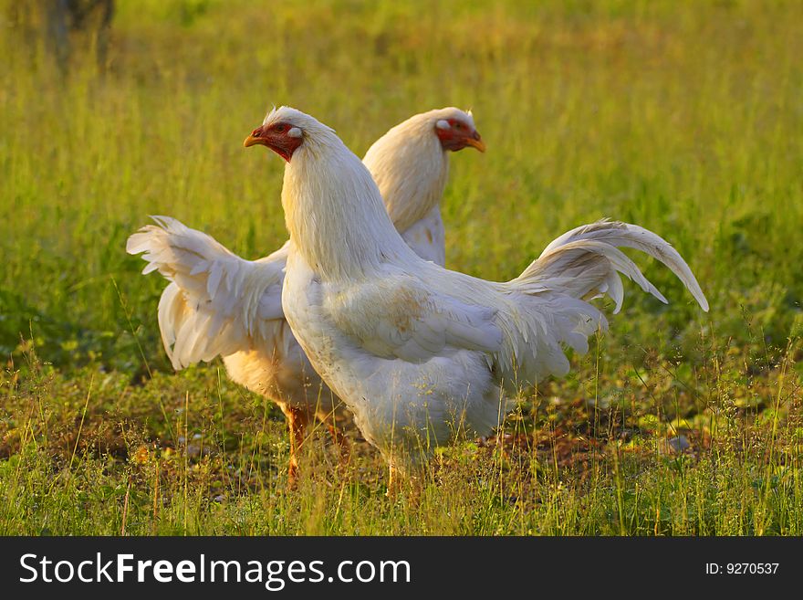 Two white chicken in early spring. Two white chicken in early spring
