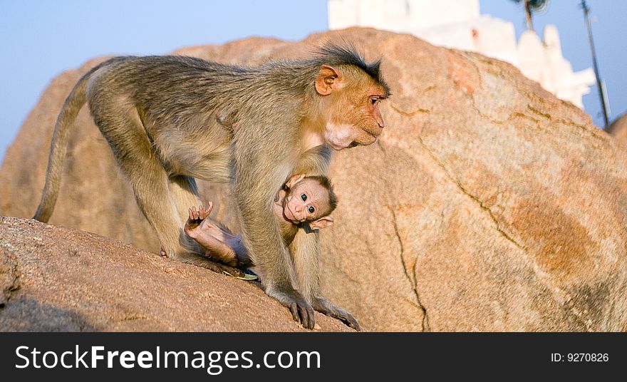 This photo was taken near Hampi (India). The place is called Monkey Temple. At this point, 2 species of monkeys, langur live at the foot of the mountain, Rhesus Macaque, at the top of the mountain. This photo was taken near Hampi (India). The place is called Monkey Temple. At this point, 2 species of monkeys, langur live at the foot of the mountain, Rhesus Macaque, at the top of the mountain.