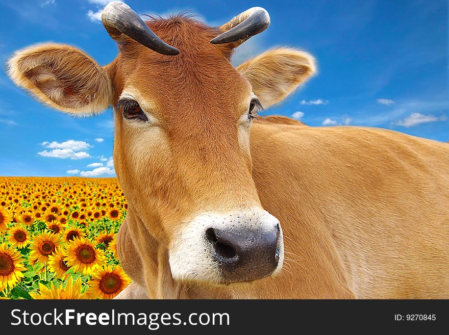 Red cow looking in a lens on a background of the sunflowers plantation. Red cow looking in a lens on a background of the sunflowers plantation