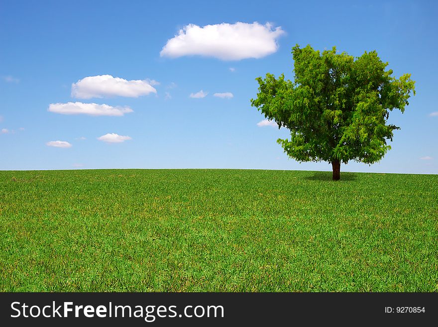 On a photo: Lonely  tree on green a meadow