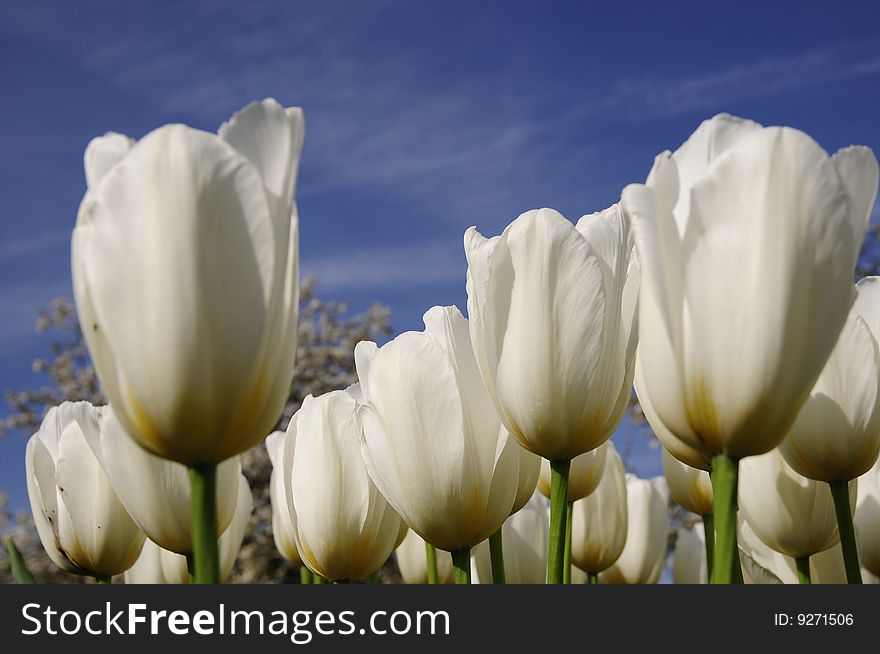 Perfect tulip with white color, blooming tulip