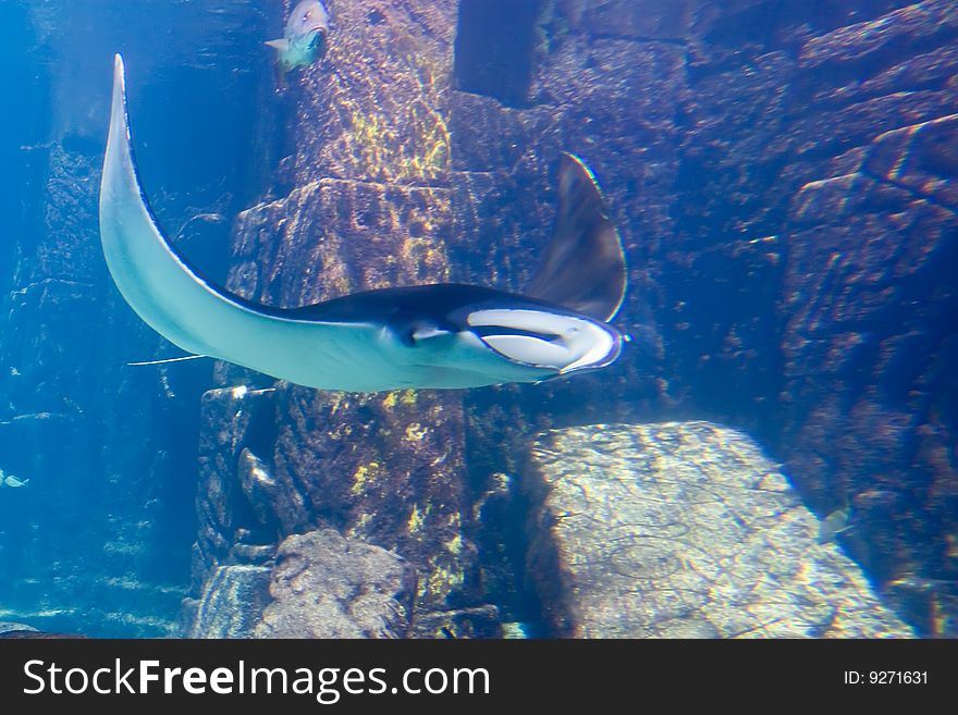 Manta Ray in Aquarium, Bahamas. Manta Ray in Aquarium, Bahamas