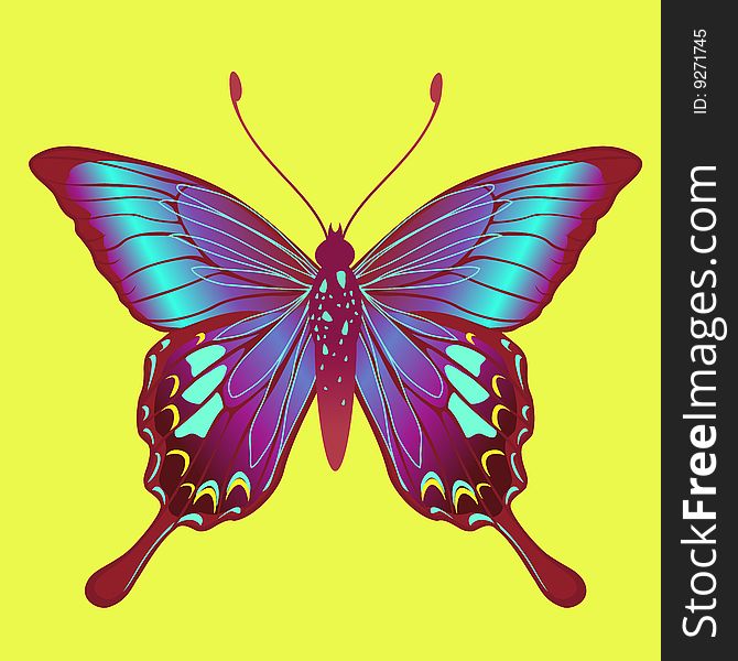 Vector Illustration of detailed Brightly coloured butterfly.