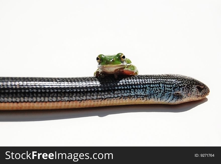 Green frog ontop of snake on white background - david and goliath concept. Green frog ontop of snake on white background - david and goliath concept