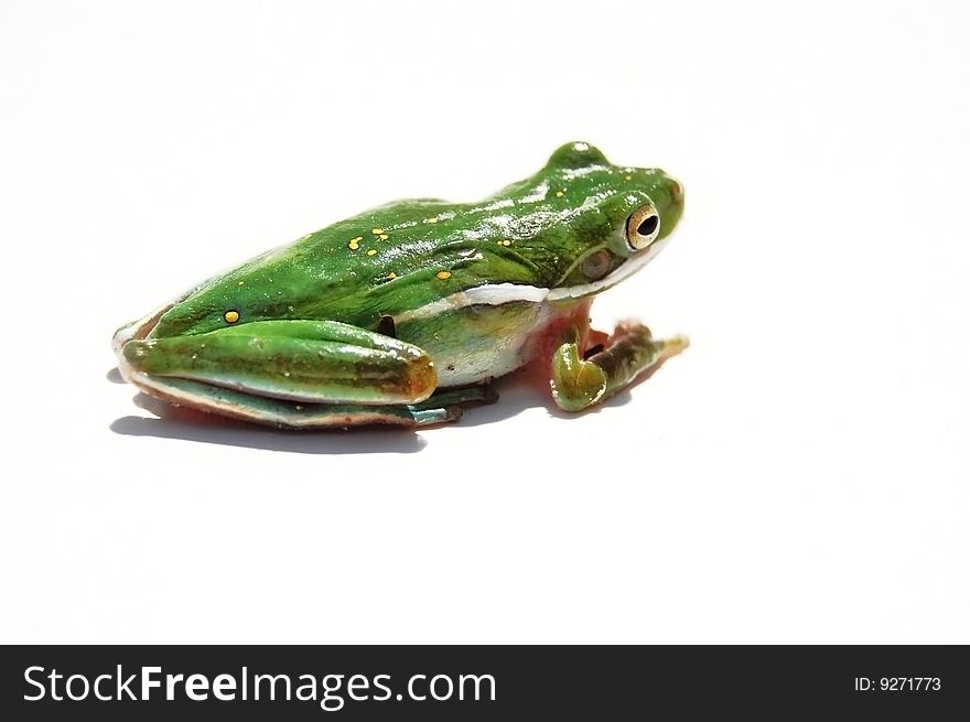 Green frog on white background