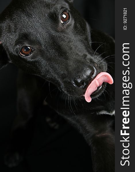 Big eyed, Mixed breed puppy with black coat