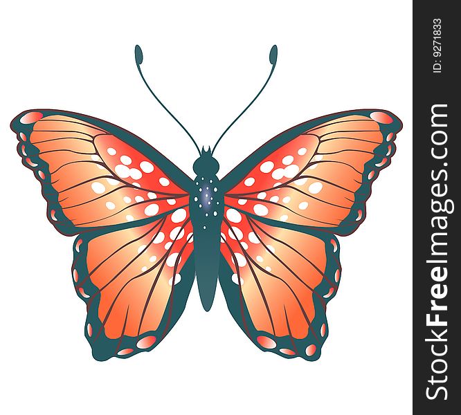 Vector Illustration of detailed Brightly coloured butterfly.