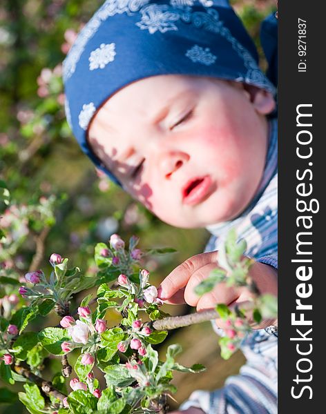 Baby touching an apple tree branch. Baby touching an apple tree branch