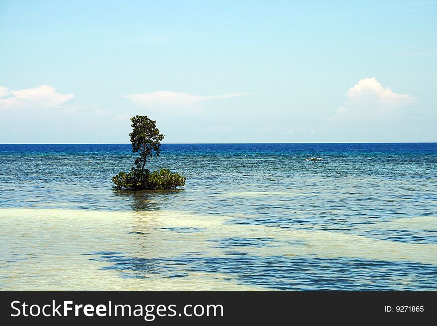 A lone tree in the middle of the sea. A lone tree in the middle of the sea