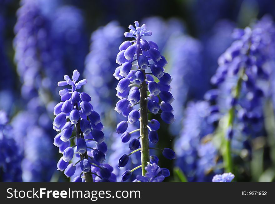 Blooming purple flower