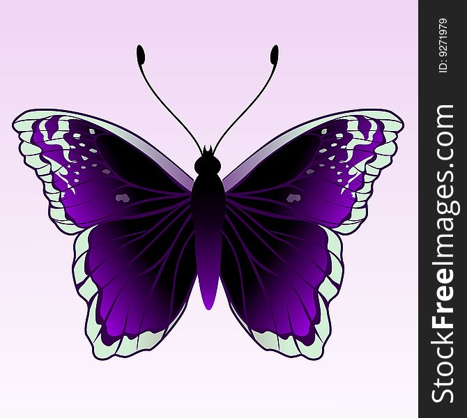 Vector Illustration of detailed Brightly coloured butterfly.