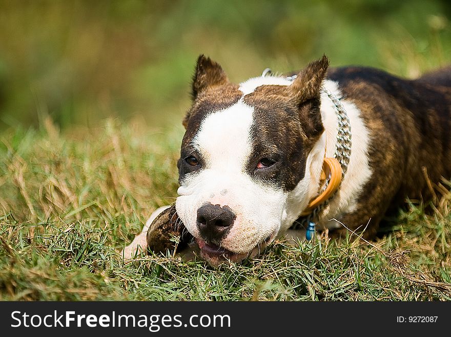 American pitbul-terrier gnaw bone