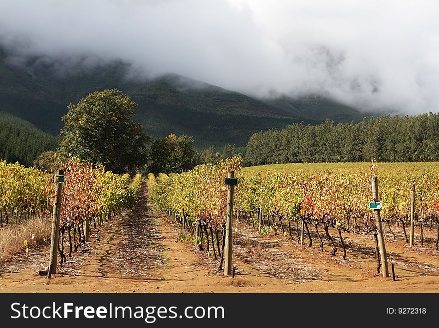Rows of vines with mountains and forest in the background. Rows of vines with mountains and forest in the background