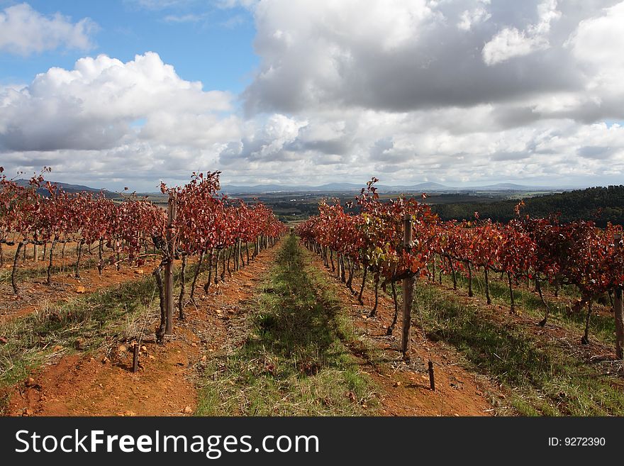 Rows of vines with a valley and clouds in the background. Rows of vines with a valley and clouds in the background