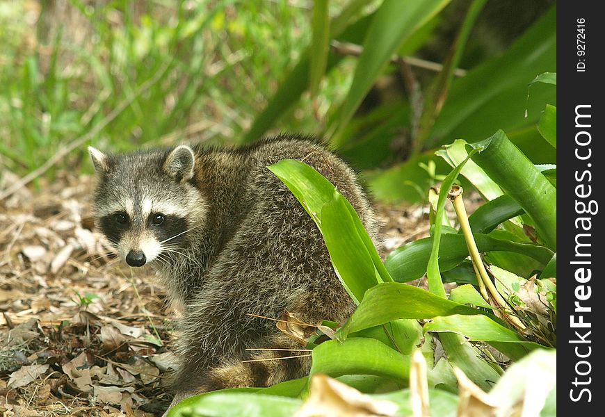 Photo of a raccoon feading in a bromiliad. Photo of a raccoon feading in a bromiliad